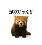 【爆笑】めっちゃ面白いレッサーパンダ（個別スタンプ：36）