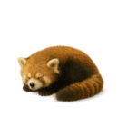 【爆笑】めっちゃ面白いレッサーパンダ（個別スタンプ：40）