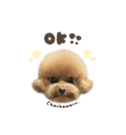 ぷなちゃん♡茶々丸くんBIGface（個別スタンプ：3）