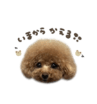 ぷなちゃん♡茶々丸くんBIGface（個別スタンプ：15）