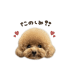 ぷなちゃん♡茶々丸くんBIGface（個別スタンプ：16）