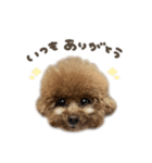 ぷなちゃん♡茶々丸くんBIGface（個別スタンプ：19）