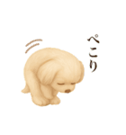 ふわもこ犬の毎日使える基本スタンプ8種（個別スタンプ：7）