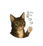 キジネコのTABBY（個別スタンプ：1）