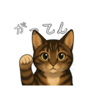 キジネコのTABBY（個別スタンプ：2）