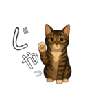 キジネコのTABBY（個別スタンプ：3）