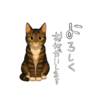 キジネコのTABBY（個別スタンプ：4）
