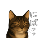 キジネコのTABBY（個別スタンプ：8）