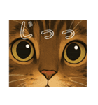 キジネコのTABBY（個別スタンプ：9）