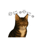キジネコのTABBY（個別スタンプ：10）