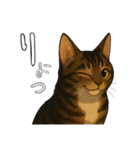 キジネコのTABBY（個別スタンプ：12）