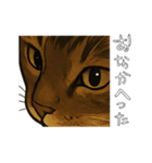 キジネコのTABBY（個別スタンプ：13）