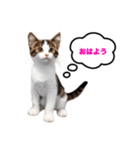 猫のおこげ①（個別スタンプ：1）