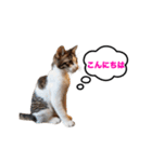 猫のおこげ①（個別スタンプ：2）