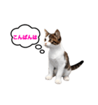 猫のおこげ①（個別スタンプ：3）