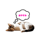猫のおこげ①（個別スタンプ：4）