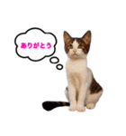 猫のおこげ①（個別スタンプ：5）