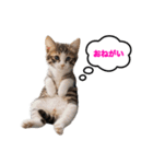 猫のおこげ①（個別スタンプ：7）