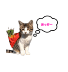 猫のおこげ①（個別スタンプ：11）