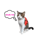 猫のおこげ①（個別スタンプ：12）