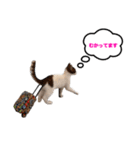 猫のおこげ①（個別スタンプ：13）