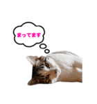 猫のおこげ①（個別スタンプ：14）