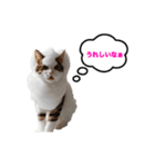 猫のおこげ①（個別スタンプ：15）