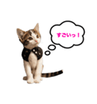 猫のおこげ①（個別スタンプ：16）