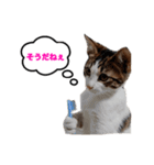 猫のおこげ①（個別スタンプ：17）