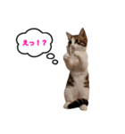 猫のおこげ①（個別スタンプ：19）
