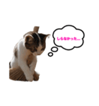 猫のおこげ①（個別スタンプ：20）