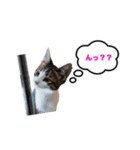 猫のおこげ①（個別スタンプ：21）