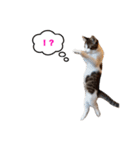 猫のおこげ①（個別スタンプ：23）