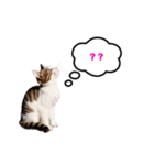 猫のおこげ①（個別スタンプ：24）
