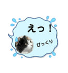 ペットちゃん10（個別スタンプ：1）