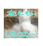 ペットちゃん10（個別スタンプ：5）