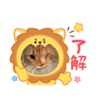 ペットちゃん10（個別スタンプ：7）