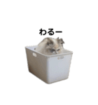 わるいちっち（個別スタンプ：1）