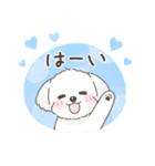 【年末年始】マルチーズ年賀スタンプ再販（個別スタンプ：26）