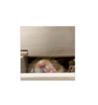 おはむスタンプ vol.1（個別スタンプ：8）