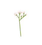 気ままな花のある日々（個別スタンプ：28）