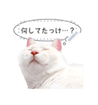 しらたまっていうねこ4（個別スタンプ：1）