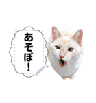 しらたまっていうねこ4（個別スタンプ：2）
