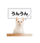 しらたまっていうねこ4（個別スタンプ：3）