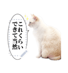 しらたまっていうねこ4（個別スタンプ：4）