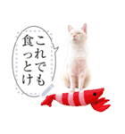 しらたまっていうねこ4（個別スタンプ：5）