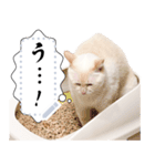 しらたまっていうねこ4（個別スタンプ：6）