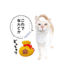 しらたまっていうねこ4（個別スタンプ：7）