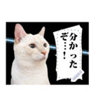 しらたまっていうねこ4（個別スタンプ：8）