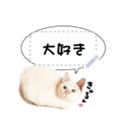 しらたまっていうねこ4（個別スタンプ：10）